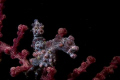   pigmy seahorse canon 20D EF100mm macro lens duel ikelite strobes  